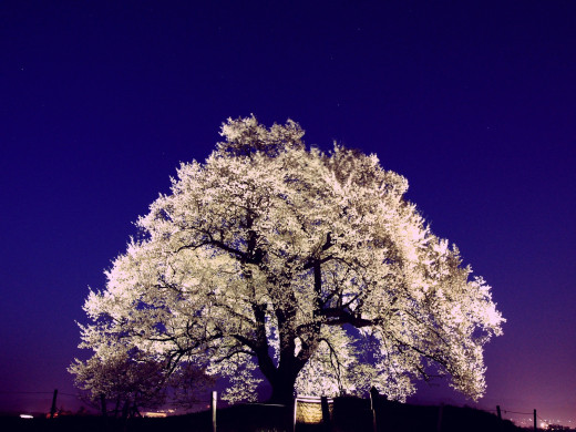 46684 (a): :1600x1200
